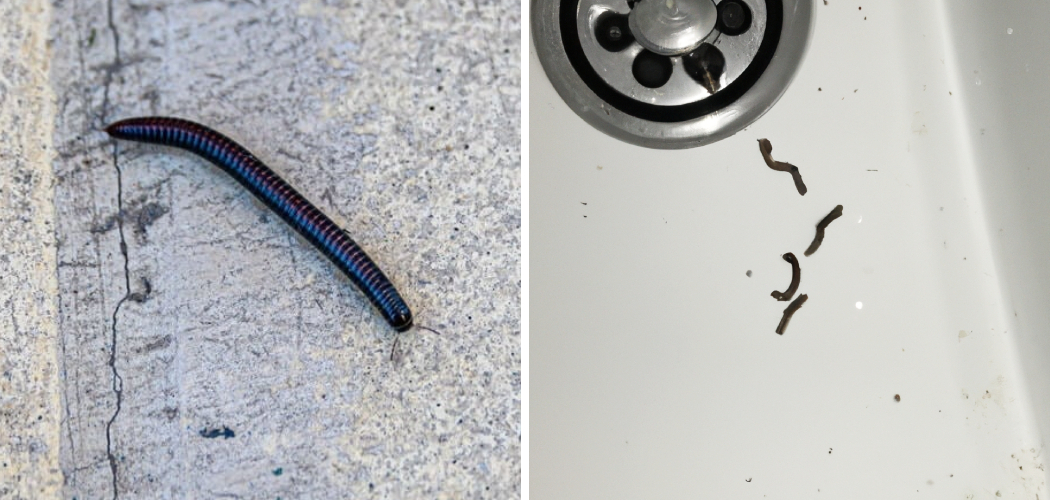 How to Get Rid of Black Worms in Toilet