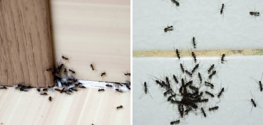 How to Kill Ants in Bathroom