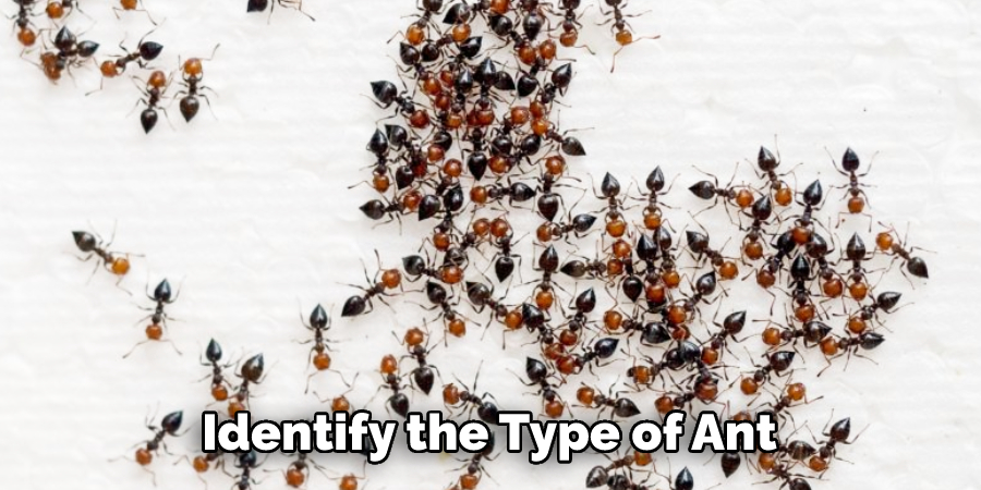 Identify the Type of Ant