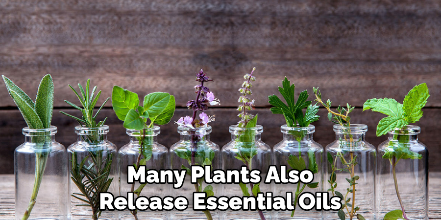 Many Plants Also Release Essential Oils