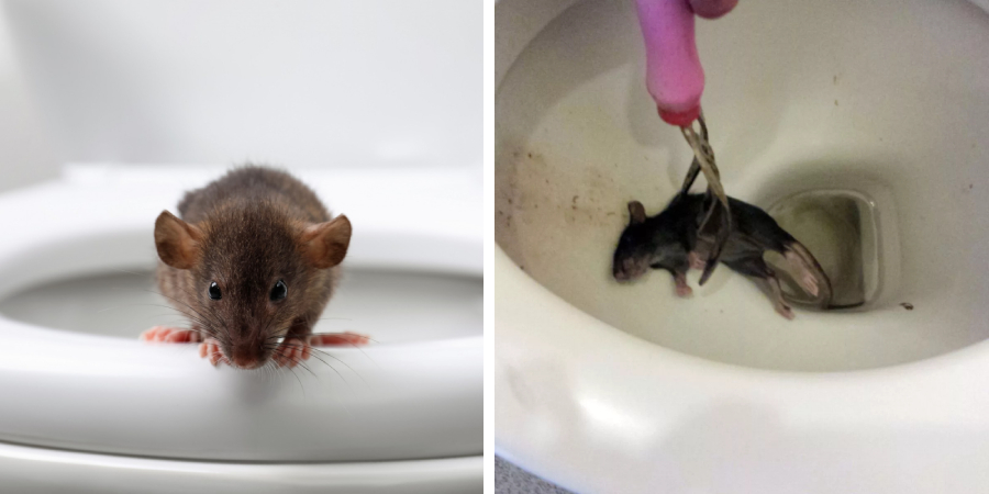 How to Get Rid of Rats in Toilet