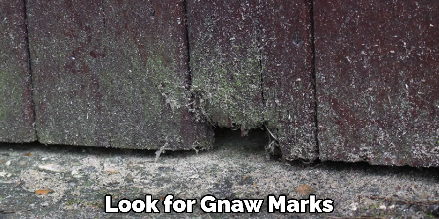 Look for Gnaw Marks