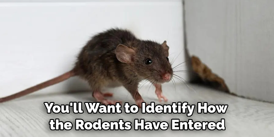 You'll Want to Identify How the Rodents Have Entered