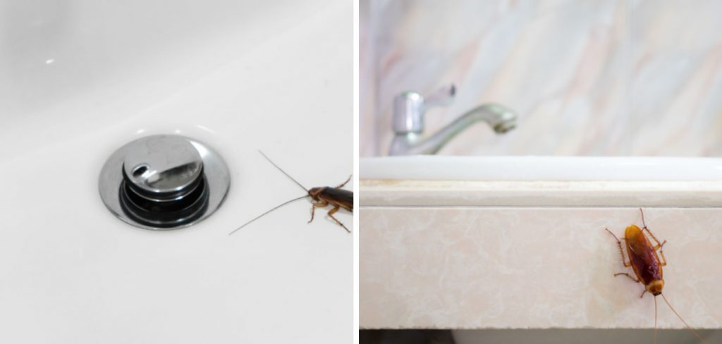 How to Stop Roaches From Coming Up the Shower Drain