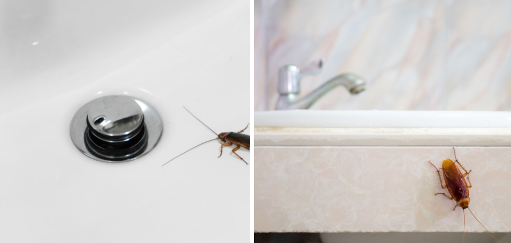 How to Stop Roaches From Coming Up the Shower Drain