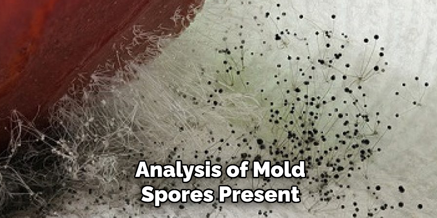 Analysis of Mold Spores Present