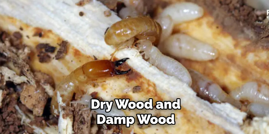 Dry Wood and Damp Wood