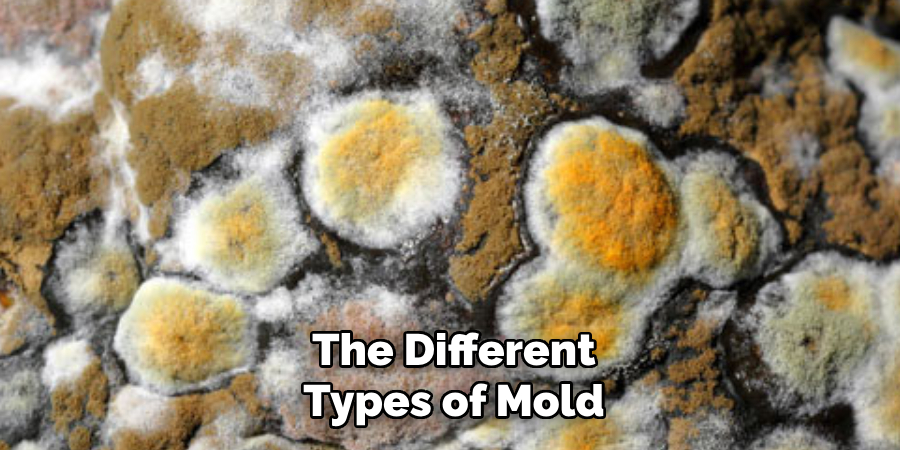 The Different Types of Mold