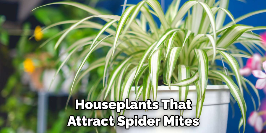 Houseplants That Attract Spider Mites