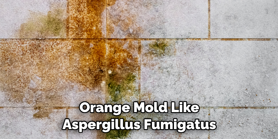 Orange Mold Like Aspergillus Fumigatus