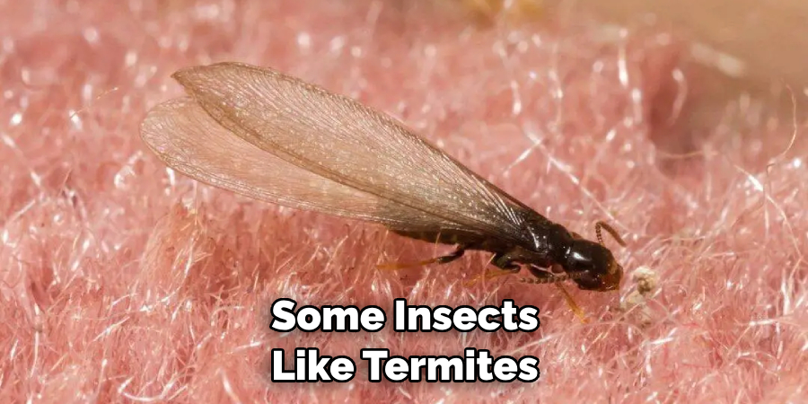 Some Insects Like Termites