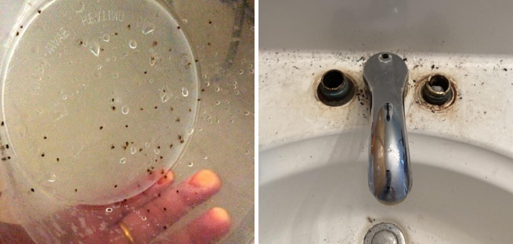 How to Get Rid of Gnats in Bathroom Drain