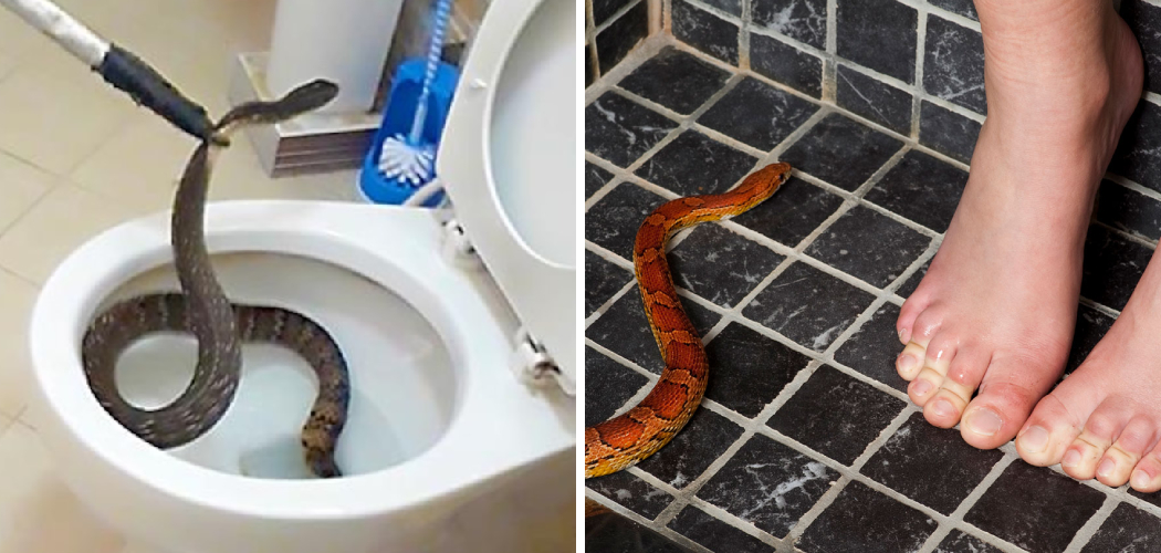 How Do Snakes Go to The Bathroom