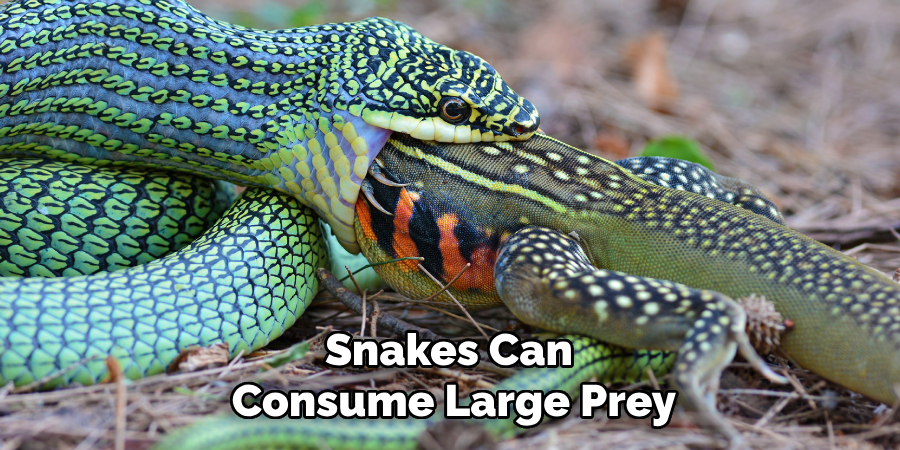 Snakes Can 
Consume Large Prey