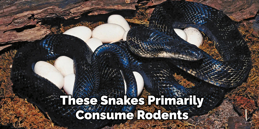 These Snakes Primarily
 Consume Rodents