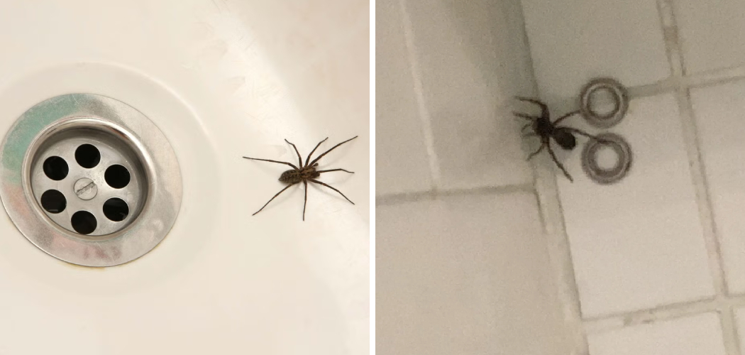 How to Stop Spiders from Coming up The Drain