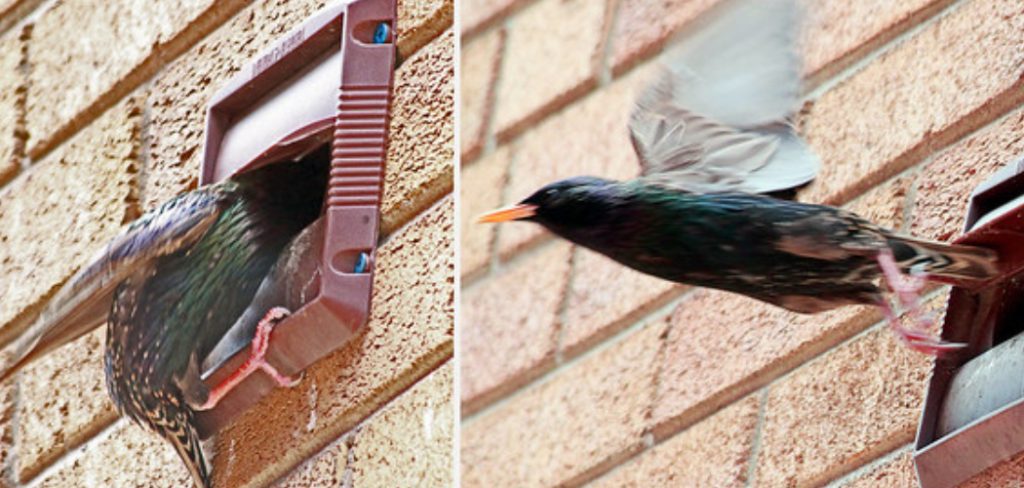 How to Get Birds Out of Bathroom Vent