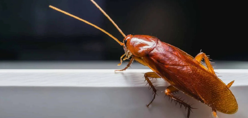 How to Get Rid of Bathroom Bugs