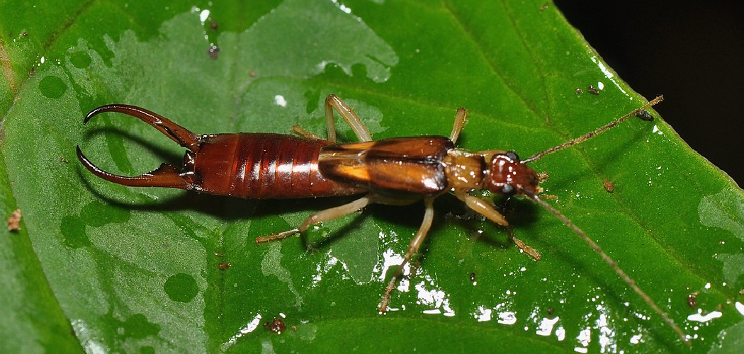 How to Get Rid of Earwigs in Bathroom