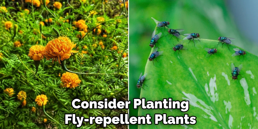 Consider Planting 
Fly-repellent Plants 