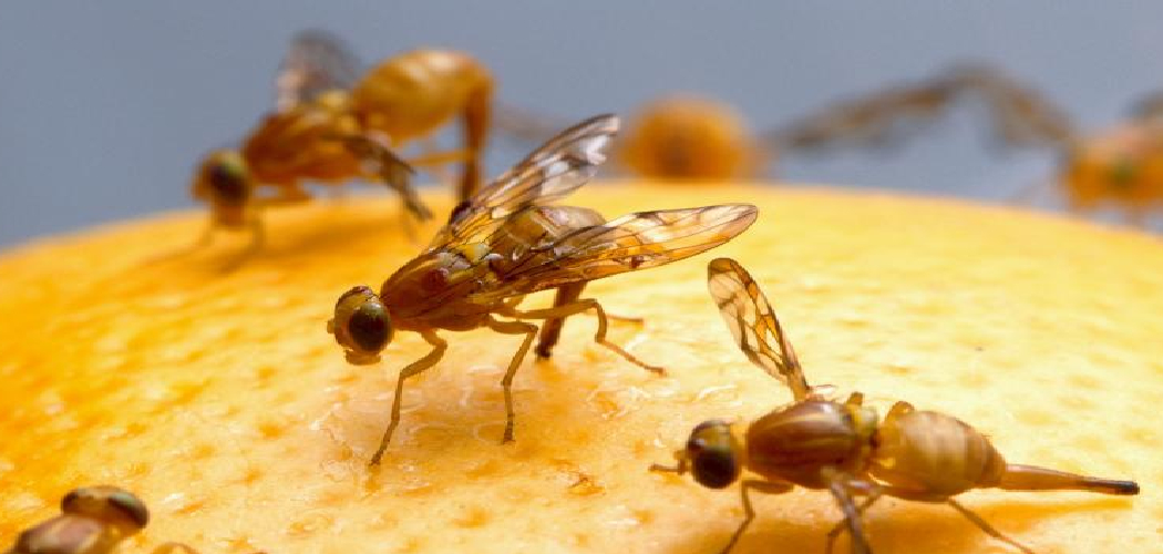 How to Clean Fruit Flies From Drain