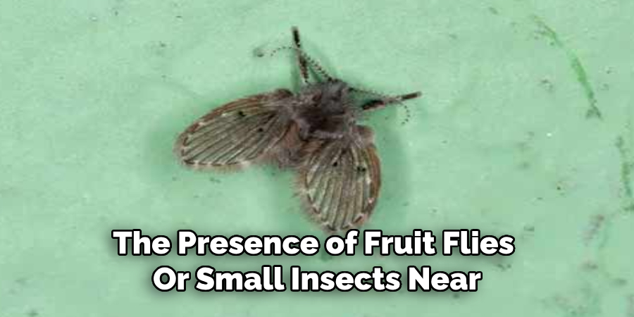 The Presence of Fruit Flies 
Or Small Insects Near