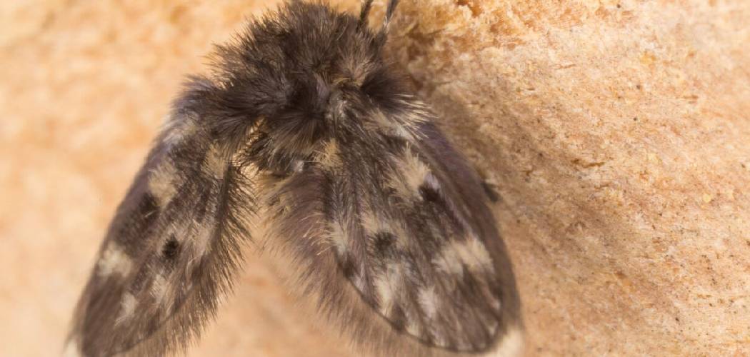 How to Get Rid of Flies in Drains